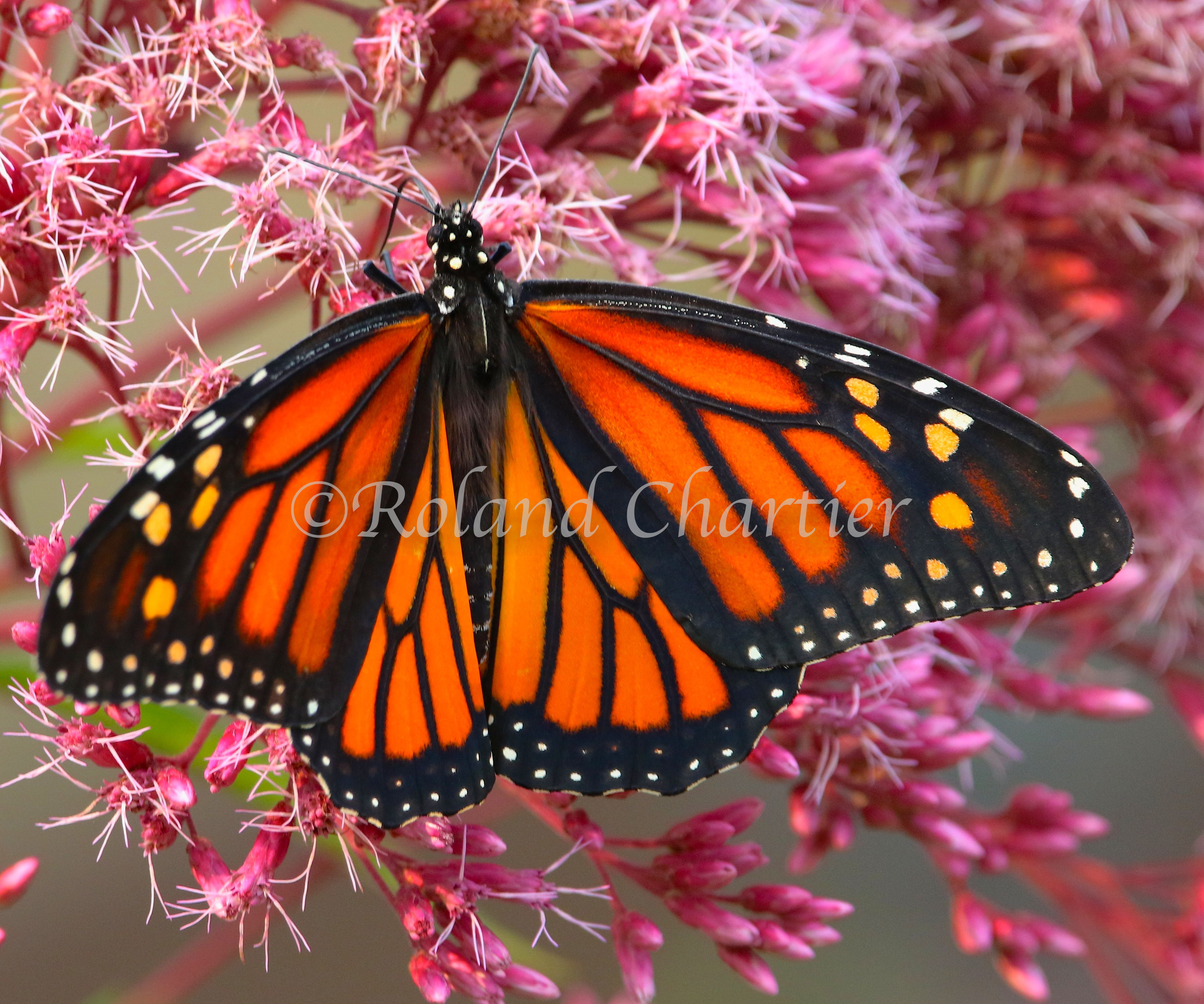 Monarch butterfly with it's wings spread out.